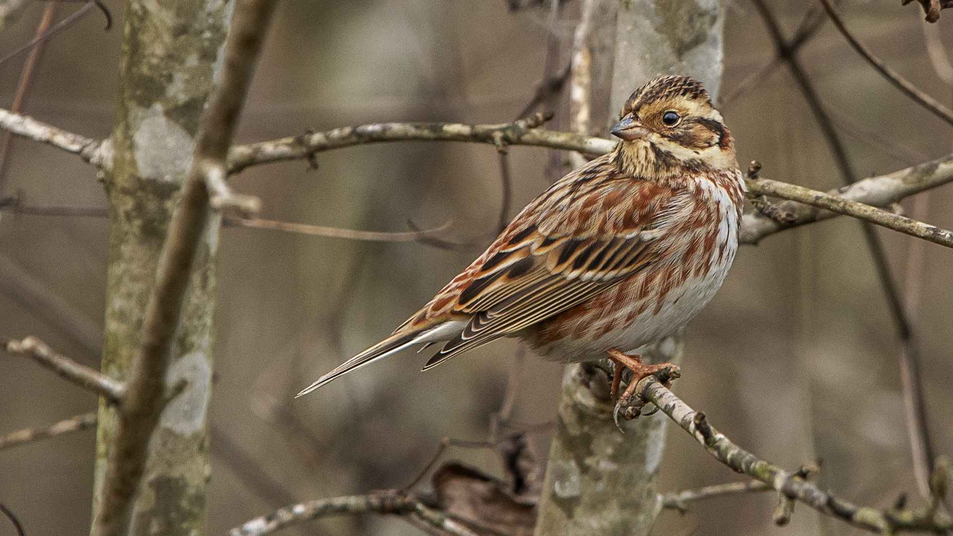 Rustic Bunting